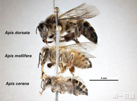 中华蜜蜂种类图解（中华蜜蜂种类图解大全）-第3张图片-新疆蜂业信息网