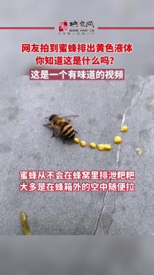 家里老师来蜜蜂怎么回事（家里总是来蜜蜂）-第1张图片-新疆蜂业信息网