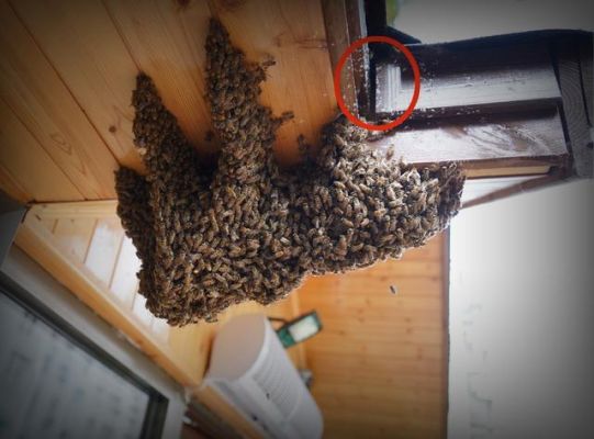家里老师来蜜蜂怎么回事（家里总是来蜜蜂）-第2张图片-新疆蜂业信息网