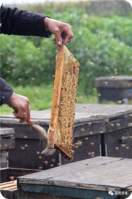 蜜蜂箱换地方（蜜蜂箱换地方要多久才放回来养）-第1张图片-新疆蜂业信息网