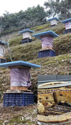 蜜蜂箱换地方（蜜蜂箱换地方要多久才放回来养）-第3张图片-新疆蜂业信息网