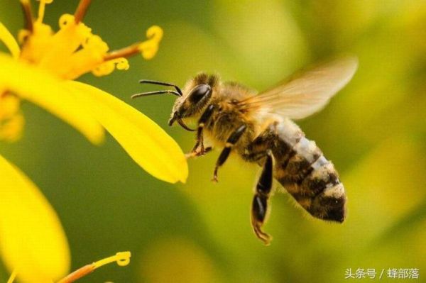 蜜蜂含什么药用价值（蜜蜂的医用价值）-第1张图片-新疆蜂业信息网