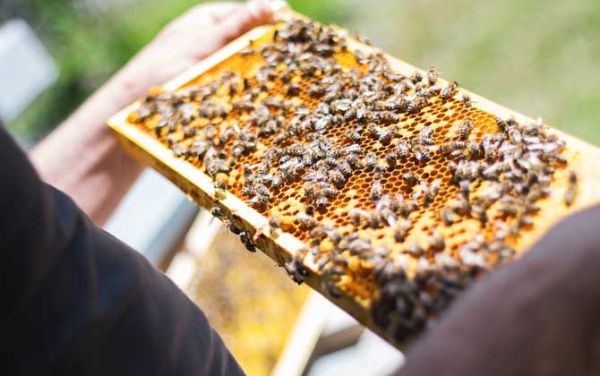 蜜蜂晚上分蜂（晚上蜜蜂都会归巢吗）-第2张图片-新疆蜂业信息网