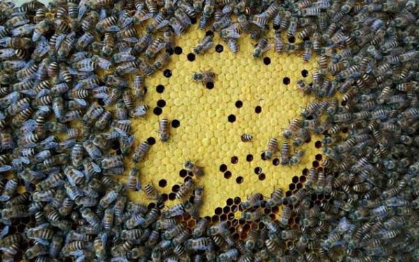 蜜蜂晚上分蜂（晚上蜜蜂都会归巢吗）-第3张图片-新疆蜂业信息网