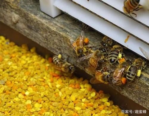 蜜蜂晚上分蜂（晚上蜜蜂都会归巢吗）-第1张图片-新疆蜂业信息网
