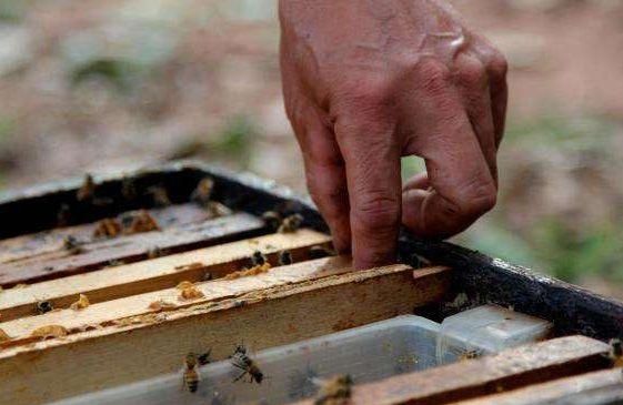 关于养蜜蜂不做食喂的信息-第2张图片-新疆蜂业信息网