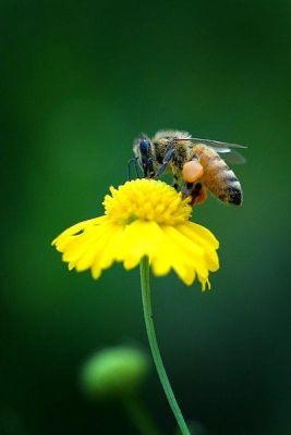 没有蜂王蜜蜂会飞逃吗（如果没有蜂王蜜蜂还会采花吗）-第3张图片-新疆蜂业信息网