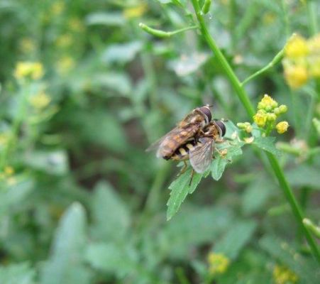 没有蜂王蜜蜂会飞逃吗（如果没有蜂王蜜蜂还会采花吗）-第1张图片-新疆蜂业信息网