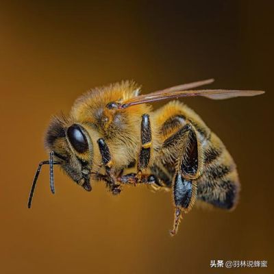 没有蜂王蜜蜂会飞逃吗（如果没有蜂王蜜蜂还会采花吗）-第2张图片-新疆蜂业信息网