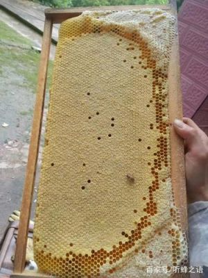 养蜜蜂脾怎么制作（蜜蜂蜜脾怎么保存）-第3张图片-新疆蜂业信息网