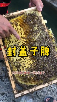 养蜜蜂脾怎么制作（蜜蜂蜜脾怎么保存）-第1张图片-新疆蜂业信息网