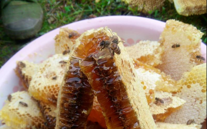 蜜蜂什么蜜最多（什么蜜蜂的蜜最好吃）-第1张图片-新疆蜂业信息网