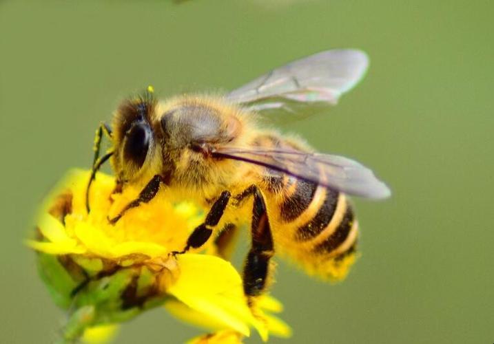 蜜蜂什么蜜最多（什么蜜蜂的蜜最好吃）-第2张图片-新疆蜂业信息网