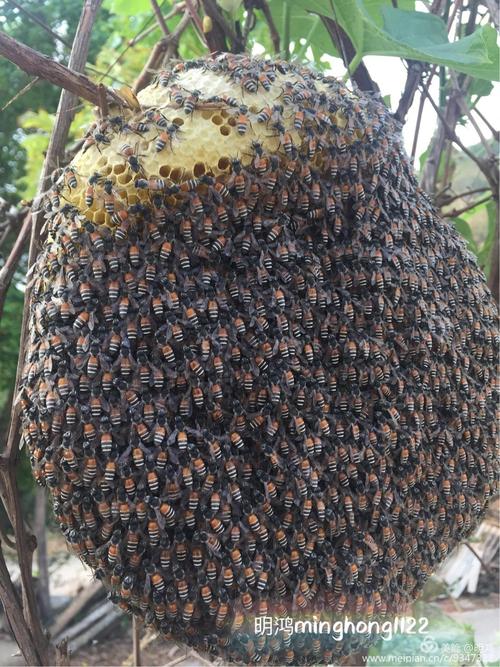 蜜蜂什么蜜最多（什么蜜蜂的蜜最好吃）-第3张图片-新疆蜂业信息网