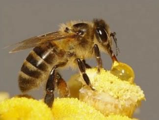 蜜蜂蜂毒酸碱（蜜蜂蜂毒酸碱性）-第2张图片-新疆蜂业信息网