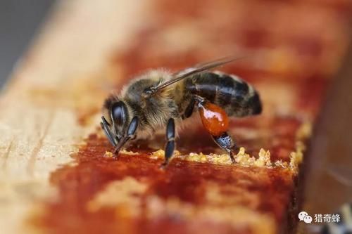 蜜蜂分泌蜂蜜时会痛吗（蜜蜂的蜂蜜是拉出来的吗）-第2张图片-新疆蜂业信息网