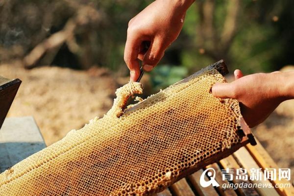 蜜蜂分泌蜂蜜时会痛吗（蜜蜂的蜂蜜是拉出来的吗）-第3张图片-新疆蜂业信息网