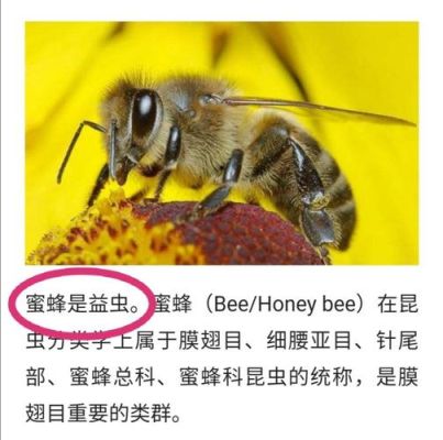 蜜蜂的优点和不足（蜜蜂的优良）-第1张图片-新疆蜂业信息网