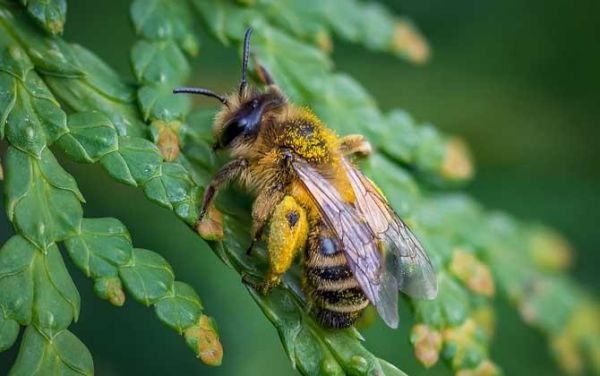 蜜蜂的优点和不足（蜜蜂的优良）-第3张图片-新疆蜂业信息网