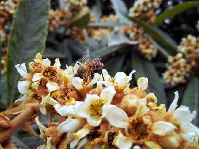 冬天枇杷花蜜蜂（冬天枇杷花蜜蜂会冻死吗）-第2张图片-新疆蜂业信息网