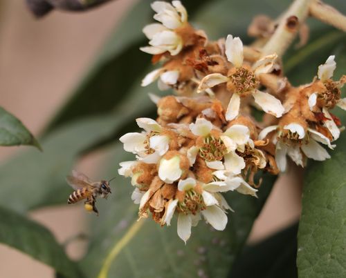 冬天枇杷花蜜蜂（冬天枇杷花蜜蜂会冻死吗）-第1张图片-新疆蜂业信息网