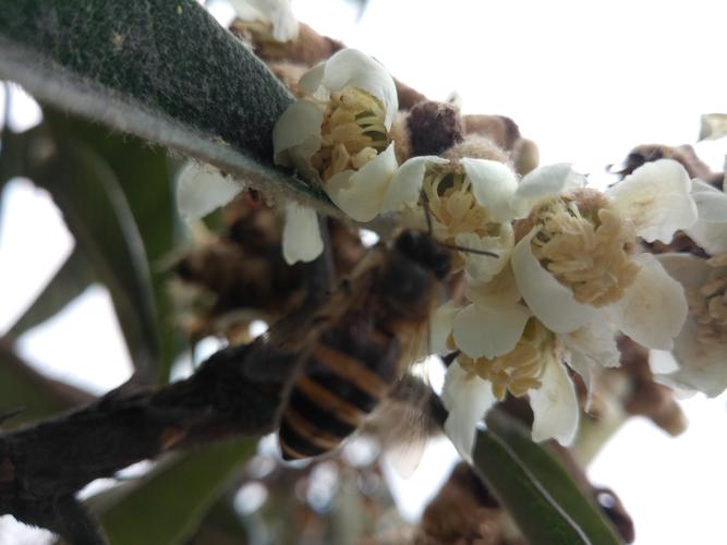 冬天枇杷花蜜蜂（冬天枇杷花蜜蜂会冻死吗）-第3张图片-新疆蜂业信息网