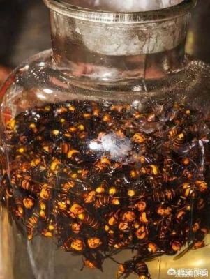 蜜蜂泡酒怎么泡（蜜蜂泡酒泡多久最好）-第3张图片-新疆蜂业信息网