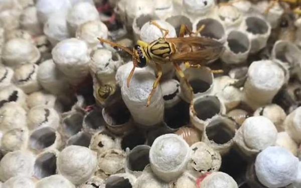 蜜蜂在哪个季节锋蛹多（蜂什么时候出蜂蛹）-第3张图片-新疆蜂业信息网