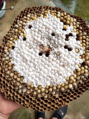 蜜蜂在哪个季节锋蛹多（蜂什么时候出蜂蛹）-第2张图片-新疆蜂业信息网