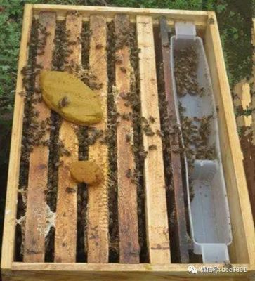 蜜蜂养殖需要饲料吗（蜜蜂养殖需要投入多少）-第2张图片-新疆蜂业信息网