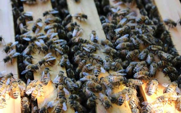 蜜蜂养殖需要饲料吗（蜜蜂养殖需要投入多少）-第3张图片-新疆蜂业信息网