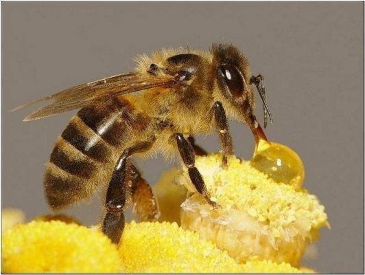 蜜蜂酿蜂蜜什么关系（蜜蜂酿蜂蜜是为了什么）-第2张图片-新疆蜂业信息网