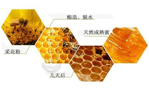 蜜蜂酿蜂蜜什么关系（蜜蜂酿蜂蜜是为了什么）-第1张图片-新疆蜂业信息网