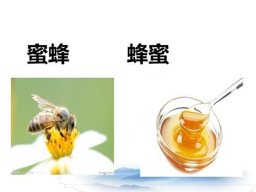 蜜蜂酿蜂蜜什么关系（蜜蜂酿蜂蜜是为了什么）-第3张图片-新疆蜂业信息网