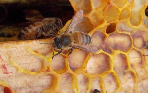 适合蜜蜂繁殖的温度（适合蜜蜂繁殖的温度是多少）-第2张图片-新疆蜂业信息网