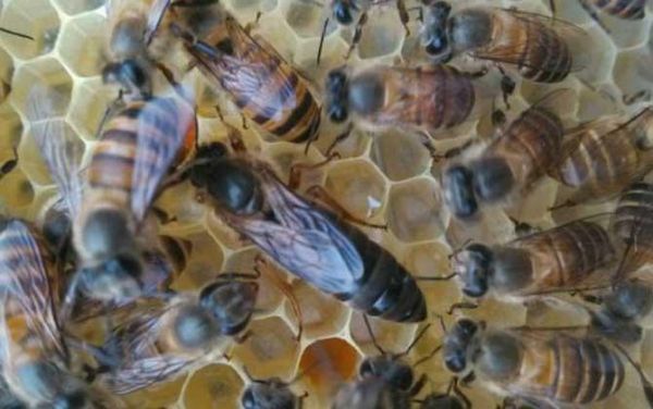 适合蜜蜂繁殖的温度（适合蜜蜂繁殖的温度是多少）-第1张图片-新疆蜂业信息网