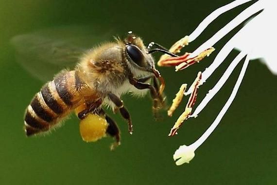 适合蜜蜂繁殖的温度（适合蜜蜂繁殖的温度是多少）-第3张图片-新疆蜂业信息网