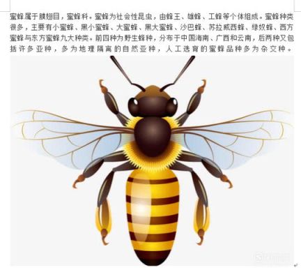 蜜蜂的图文介绍（蜜蜂的图文介绍图片）-第3张图片-新疆蜂业信息网