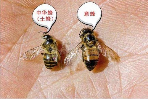 蜜蜂失王凶吗（蜜蜂失王后会是什么状态）-第1张图片-新疆蜂业信息网