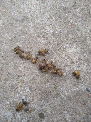 蜜蜂失王凶吗（蜜蜂失王后会是什么状态）-第2张图片-新疆蜂业信息网