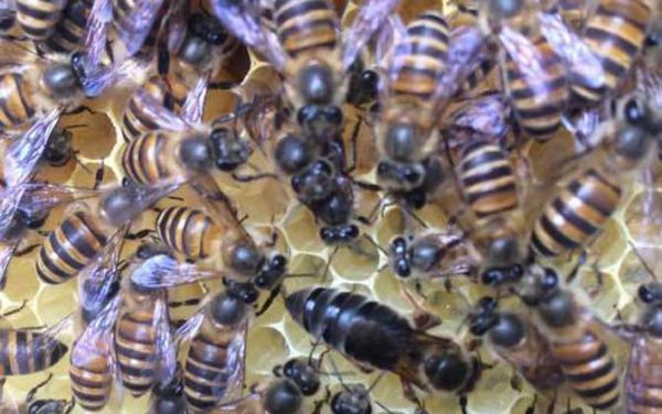 蜜蜂失王凶吗（蜜蜂失王后会是什么状态）-第3张图片-新疆蜂业信息网