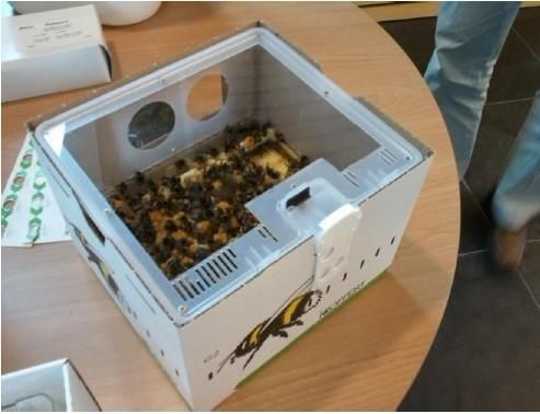 蜜蜂怎样长途运输（蜜蜂运输时间最多有几天）-第1张图片-新疆蜂业信息网
