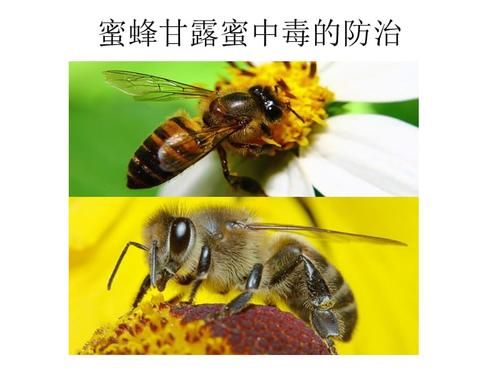 蜜蜂甘露蜜（蜜蜂甘露蜜中毒）-第2张图片-新疆蜂业信息网