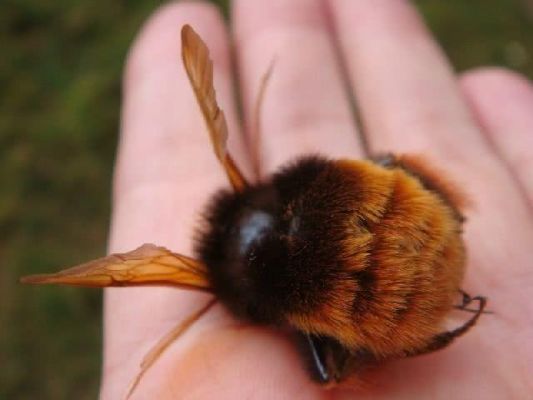 蜜蜂越夏度秋（蜜蜂度夏是几月份）-第1张图片-新疆蜂业信息网