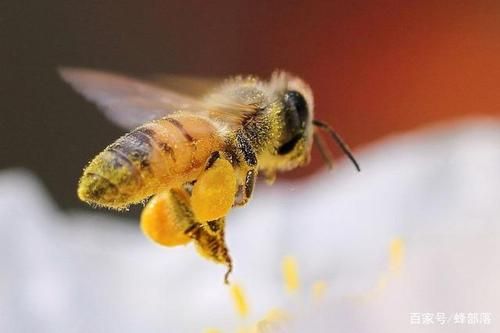 蜜蜂越夏度秋（蜜蜂度夏是几月份）-第3张图片-新疆蜂业信息网