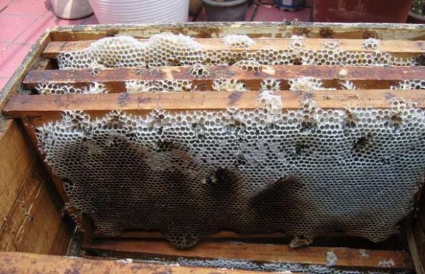 蜜蜂巢脾怎样固定（蜜蜂巢脾如何保存）-第2张图片-新疆蜂业信息网