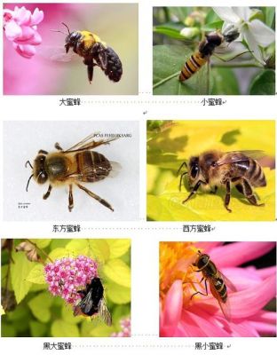 常见蜜蜂种类（常见蜜蜂的种类及图片名字）-第1张图片-新疆蜂业信息网