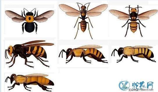 常见蜜蜂种类（常见蜜蜂的种类及图片名字）-第2张图片-新疆蜂业信息网