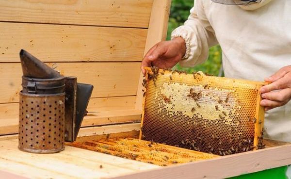 在学校买的蜜蜂怎么养殖（在学校买的蜜蜂怎么养殖的呢）-第2张图片-新疆蜂业信息网