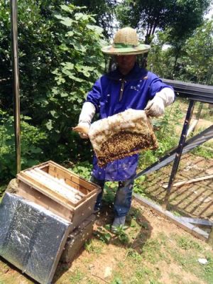 在学校买的蜜蜂怎么养殖（在学校买的蜜蜂怎么养殖的呢）-第3张图片-新疆蜂业信息网